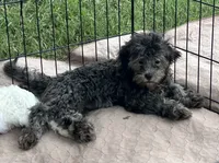 Macey, a female Shih Tzu and Poodle - Miniature  for sale in Gloucester, VA – 4 of 6