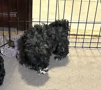 Bianca, a female Shihpoo for sale in Gloucester, VA – 4 of 7