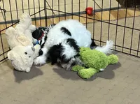 Oreo, a male Shihpoo for sale in Gloucester, VA – 8 of 10