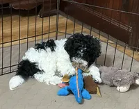 Milo, a male Shihpoo for sale in Gloucester, VA – 4 of 10
