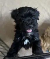 Dallas, a male Shihpoo for sale in Gloucester, VA – 7 of 9