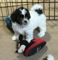 Emmy, a female Shihpoo for sale in Gloucester, VA – 3 of 9