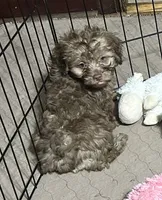 Max, a male Shihpoo for sale in Gloucester, VA – 2 of 7