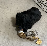 Daisy, a female Yorkipoo for sale in Gloucester, VA – 8 of 10