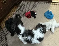 Davey, a male Shihpoo for sale in Gloucester, VA – 8 of 8