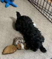Daisy, a female Yorkipoo for sale in Gloucester, VA – 7 of 10