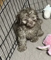 Max, a male Shihpoo for sale in Gloucester, VA – 7 of 7