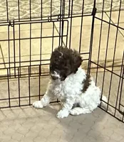 Maverick, a male Poodle - Miniature  for sale in Gloucester, VA – Photo 7 of 10