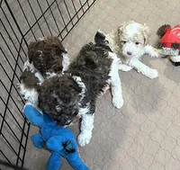 Maverick, a male Poodle - Miniature  for sale in Gloucester, VA – Photo 10 of 10