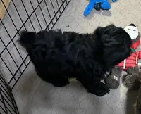 Arthur, a male Shihpoo for sale in Gloucester, VA – Photo 7 of 9