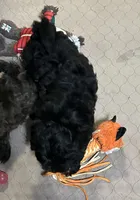 Arthur, a male Shihpoo for sale in Gloucester, VA – Photo 8 of 9