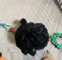 Arthur, a male Shihpoo for sale in Gloucester, VA – Photo 2 of 9