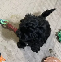 Arthur, a male Shihpoo for sale in Gloucester, VA – Photo 3 of 9