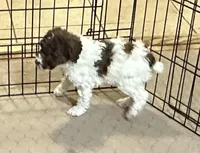 Maverick, a male Poodle - Miniature  for sale in Gloucester, VA – Photo 5 of 10