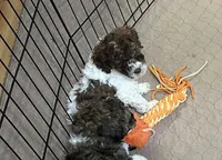 Maverick, a male Poodle - Miniature  for sale in Gloucester, VA – Photo 9 of 10