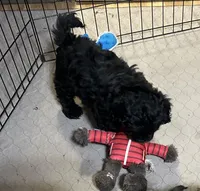 Arthur, a male Shihpoo for sale in Gloucester, VA – Photo 9 of 9