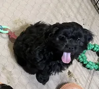 Arthur, a male Shihpoo for sale in Gloucester, VA – Photo 5 of 9