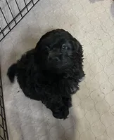 Arthur, a male Shihpoo for sale in Gloucester, VA – Photo 4 of 9