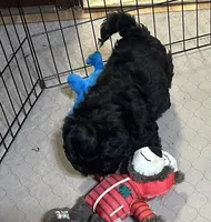 Arthur, a male Shihpoo for sale in Gloucester, VA – Photo 6 of 9