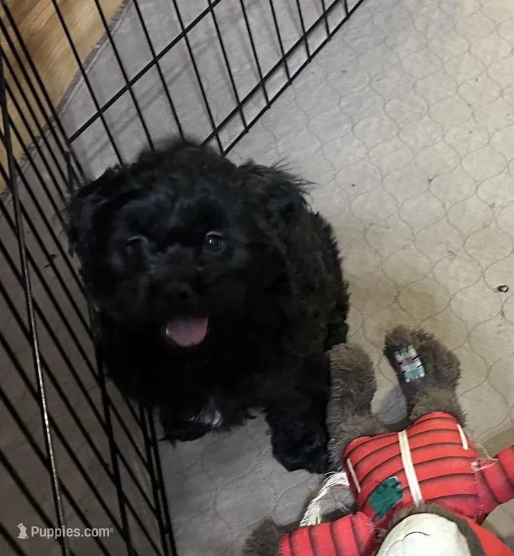 Arthur – Shihpoo puppy for sale in Gloucester, VA