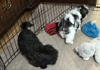 Daisy, a female Shihpoo for sale in Gloucester, VA – 6 of 8