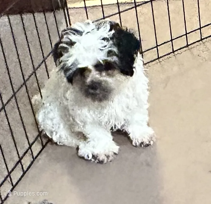 Pandy Andy – Shihpoo puppy for sale in Gloucester, VA