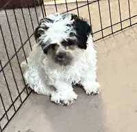 Pandy Andy, a male Shihpoo for sale in Gloucester, VA – 1 of 10