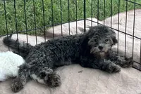 Macey, a female Shih Tzu and Poodle - Miniature  for sale in Gloucester, VA – 3 of 6