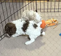 Maverick, a male Poodle - Miniature  for sale in Gloucester, VA – Photo 3 of 10