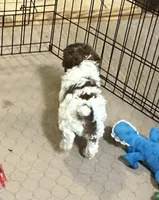 Maverick, a male Poodle - Miniature  for sale in Gloucester, VA – Photo 6 of 10