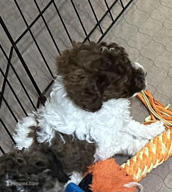 Maverick – Poodle - Miniature  puppy for sale in Gloucester, VA