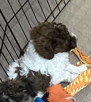 Maverick, a male Poodle - Miniature  for sale in Gloucester, VA – Photo 1 of 10