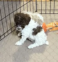 Maverick, a male Poodle - Miniature  for sale in Gloucester, VA – Photo 2 of 10