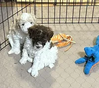 Maverick, a male Poodle - Miniature  for sale in Gloucester, VA – Photo 4 of 10