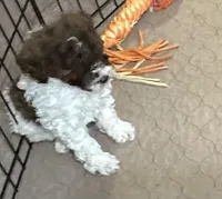 Maverick, a male Poodle - Miniature  for sale in Gloucester, VA – Photo 8 of 10