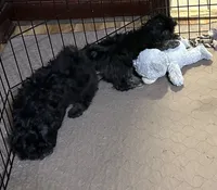 Bingo, a male Shihpoo for sale in Gloucester, VA – 5 of 6