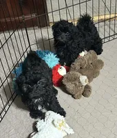 Jack, a male Shihpoo for sale in Gloucester, VA – 7 of 10