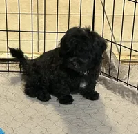 Daisy, a female Shihpoo for sale in Gloucester, VA – 2 of 8