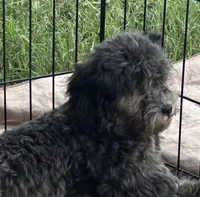 Macey, a female Shih Tzu and Poodle - Miniature  for sale in Gloucester, VA – 1 of 6