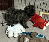Martha, a female Shihpoo for sale in Gloucester, VA – 4 of 9
