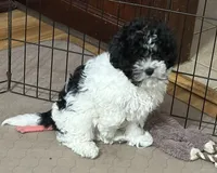 Milo, a male Shihpoo for sale in Gloucester, VA – 3 of 10