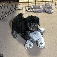 Baxter, a male Shihpoo for sale in Gloucester, VA – 5 of 7