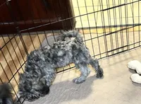 Sophie, a female Shihpoo and Poodle - Miniature  for sale in Gloucester, VA – 2 of 8