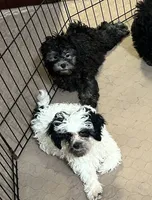 Pandy Andy, a male Shihpoo for sale in Gloucester, VA – 6 of 10