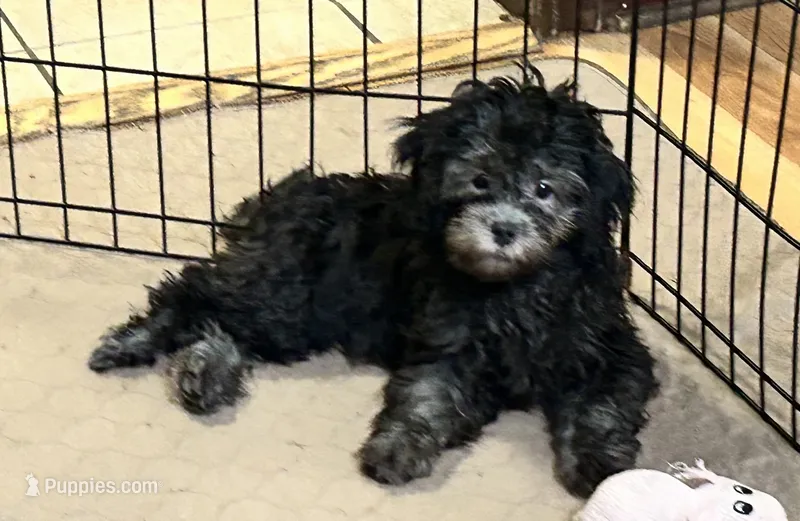 Bianca – Shihpoo puppy for sale in Gloucester, VA