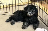 Bianca, a female Shihpoo for sale in Gloucester, VA – 1 of 5
