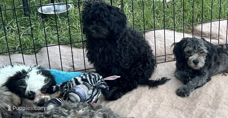 Bella – Shihpoo puppy for sale in Gloucester, VA