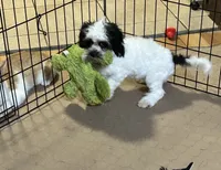 Oreo, a male Shihpoo for sale in Gloucester, VA – 7 of 10