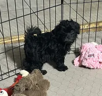 Jack, a male Shihpoo for sale in Gloucester, VA – 8 of 10