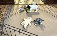 Oreo, a male Shihpoo for sale in Gloucester, VA – 10 of 10